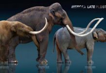 Loss of large land mammals could change landscapes forever