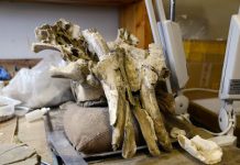 Mammoths might have declined due to mineral starvation