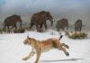 Meet the first Iberian lynx on the Iberian Peninsula