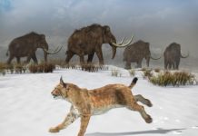Meet the first Iberian lynx on the Iberian Peninsula