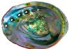 Mother-of-pearl’s genesis identified in mineral’s transformation