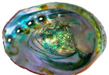 Mother-of-pearl’s genesis identified in mineral’s transformation