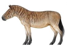 New discovery of Late Miocene hipparion fossils from Baogeda Ula, Inner Mongolia, China