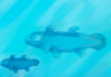 New finds of a living fossil