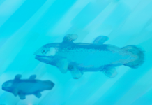New finds of a living fossil