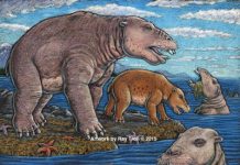 New fossils intensify mystery of short-lived, toothy mammal found in ancient North Pacific