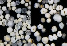 New insights into the dynamics of past climate change