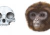 New primate species at root of tree of extant hominoids