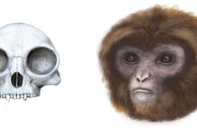 New primate species at root of tree of extant hominoids