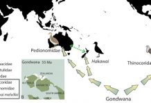 New species find in Central Otago confirms link between Australian and South American shorebirds