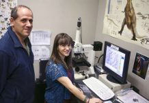 New studies explore impact of environmental change on tooth wear