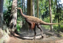 Prehistoric plumage patterns
