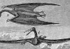 Pteranodon osteohistology! Or, bizarrely bacon-esque pteranodon bones