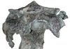 Rare braincase provides insight into dinosaur brain
