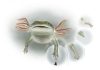 Regeneration faded as most four-legged vertebrates evolved