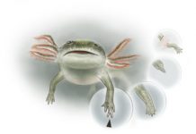Regeneration faded as most four-legged vertebrates evolved