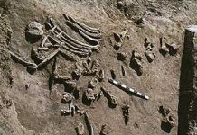 Research backs human role in extinction of mammoths, other mammals