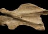 Researchers discover clues on how giraffe neck evolved