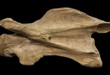 Researchers discover clues on how giraffe neck evolved
