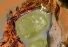 Scientists Call for National Effort to Understand and Harness Earth’s Microbes