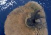 Signs of ancient megatsunami could portend modern hazard