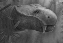 Study explores ancient ecosystem response to a “big five” mass extinction