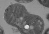 Surprising source for ancient life biomarker found