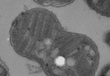 Surprising source for ancient life biomarker found