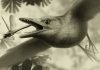 Tiny ancient fossil from Spain shows birds flew over the heads of dinosaurs