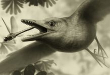 Tiny ancient fossil from Spain shows birds flew over the heads of dinosaurs