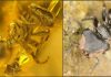 Tropical ants in Europe