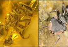 Tropical ants in Europe