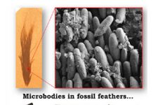 True colors: Using molecular analysis to clarify dino color claims