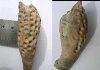 Unraveling the mysteries of two ancient parasites