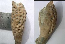 Unraveling the mysteries of two ancient parasites