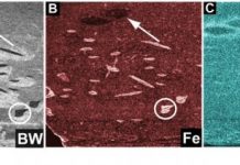 X-ray study reveals new details of how burrowing sea creatures shape geology