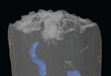 X-rays uncover gut of 320-million-year-old-animal