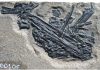 3D imaging sheds new light on 250 million year old fossil