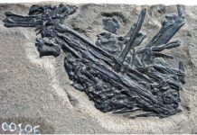 3D imaging sheds new light on 250 million year old fossil