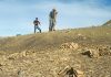 A new look at an old jaw clarifies mammal evolution