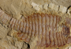 Ancient brains turn paleontology on its head