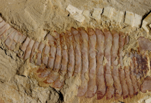 Ancient brains turn paleontology on its head