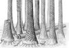 Ancient fossil forest unearthed in Arctic Norway