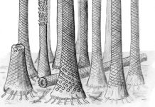 Ancient fossil forest unearthed in Arctic Norway