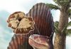 Canuckosaur! First Canadian ‘dinosaur’ becomes Dimetrodon borealis