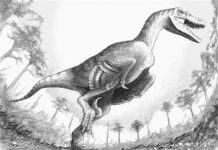 Dakotaraptor ruled Hell Creek Formation as lethal predator