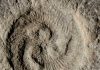 Earth’s first ecosystems were more complex than previously thought, study finds