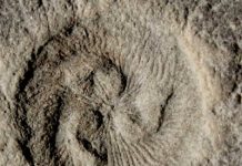 Earth’s first ecosystems were more complex than previously thought, study finds