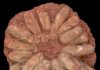 Eggshell porosity can be used to infer the type of nest built by extinct archosaurs