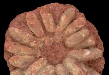 Eggshell porosity can be used to infer the type of nest built by extinct archosaurs